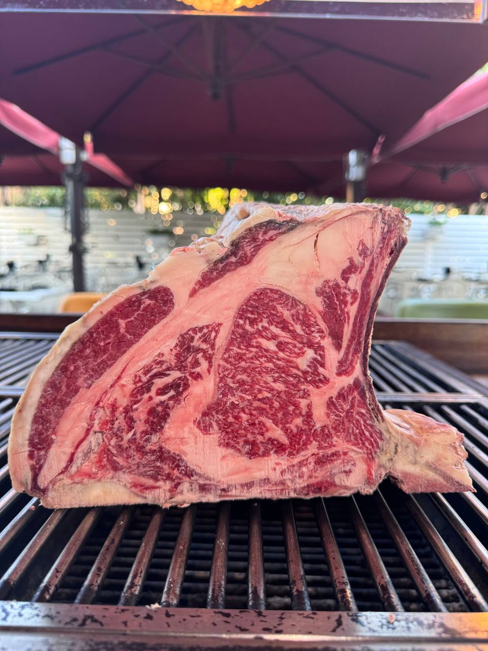 Chica reina spagna - Costata