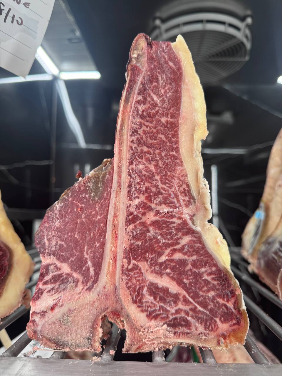 Holstein holand - T-bone