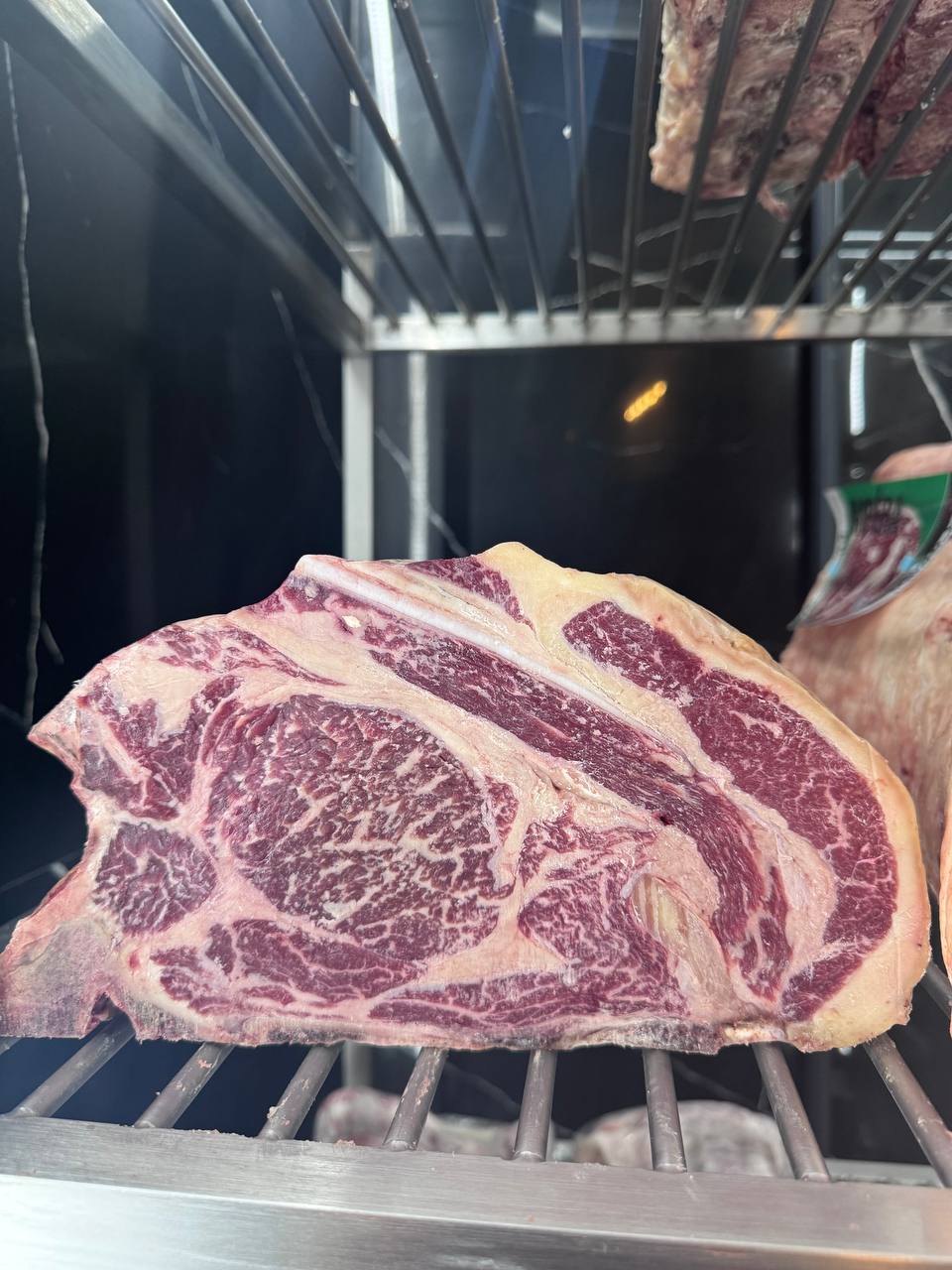 Holstein holand - Costata